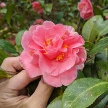 Camellia japonica 'Pink Parade' 