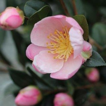 Camellia sasanqua 'Mondel' PP21687