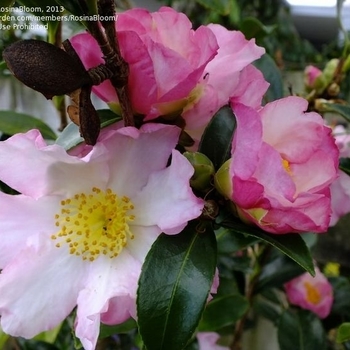 Camellia sasanqua 'Apple Blossom' 