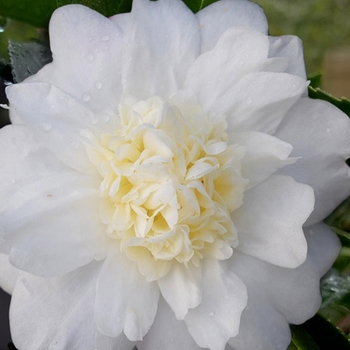 Camellia 'Winter's Snowman' USPP29866P2
