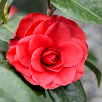 Camellia japonica 'Tom Knudsen' 