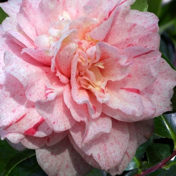 Camellia japonica 'Carter's Sunburst' 