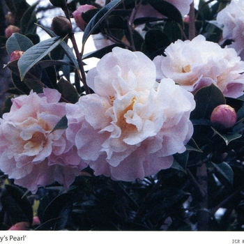 Camellia 'Jury's Pearl' 