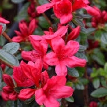 Rhododendron 'Red Red' PP03465