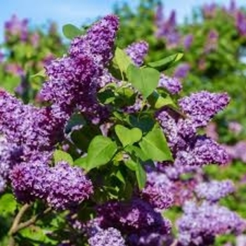Syringa vulgaris