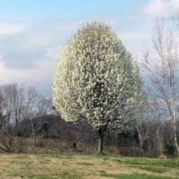 Pyrus calleryana 'Glen's Form' 