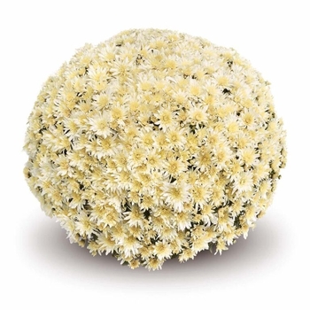 Chrysanthemum x morifolium 'Arluno Vanilla' PP20572