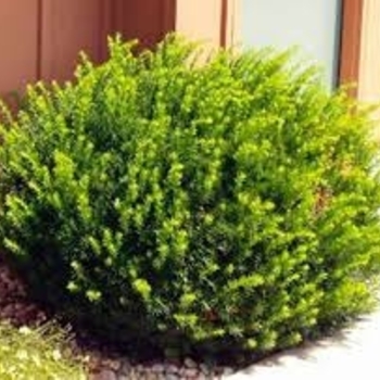 Taxus x media 'Dark Green Spreader' 