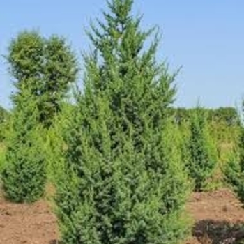 Juniperus 'Star Power®' PP22,519