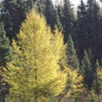 Larix laricina