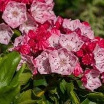 Kalmia latifolia 'Nipmuck' 