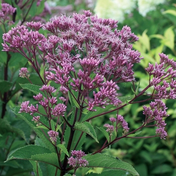 Eupatorium 'Phantom' PP18354