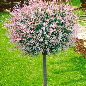 Salix integra 'Hakuro-Nishiki' 