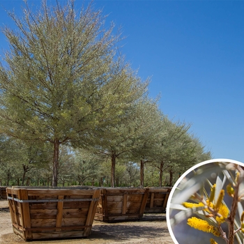 Acacia aneura