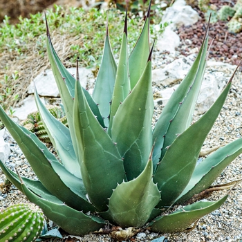 Agave gentryi (macroculmis)