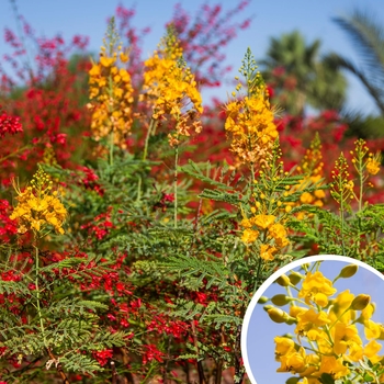Caesalpinia gilliesii