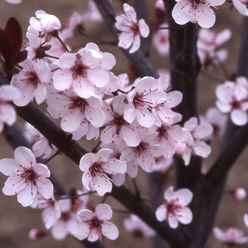 Prunus x cistena 'Schmidtcis' PP16,179