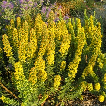 Solidago 'Wichita Mountains' 