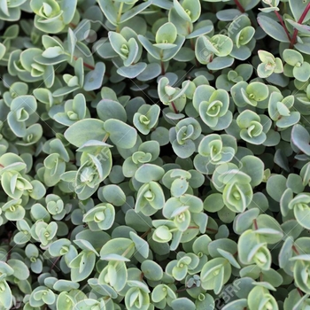 Sedum ewersii