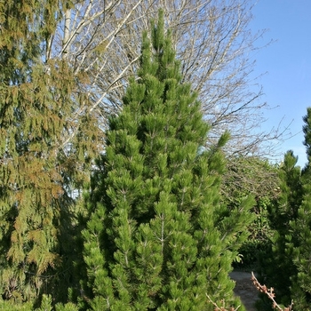 Pinus cembra 'Algonquin Pillar' 