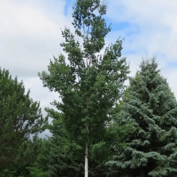 Populus tremuloides 'Klaus-Select' PP25,698