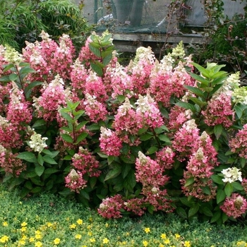 Hydrangea paniculata 'Flare™' USPP 30,208
