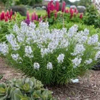 Amsonia hubrichtii 'String Theory' 