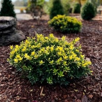 Ilex crenata 'Golden Hoogendorn™' USPP21415P2