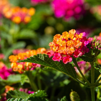 Lantana camara 'Irene' 