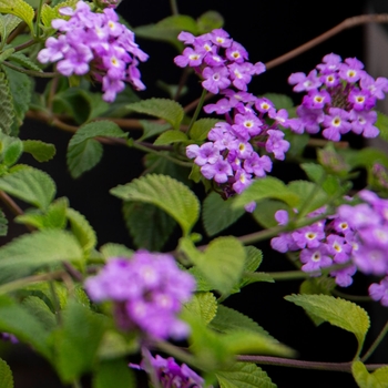 Lantana sellowiana 'Trailing Lavender' 