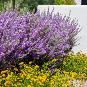 Leucophyllum frutescens 'Heavenly Cloud' 