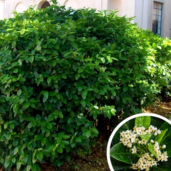 Viburnum suspensum