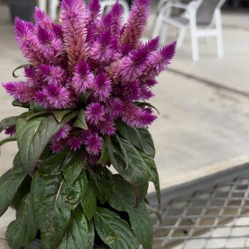 Celosia spicata Intenz™ 'Caracus' (304273)