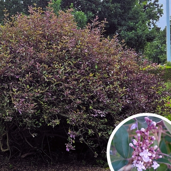 Vitex trifolia 'Purpurea' 