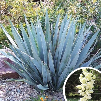 Yucca pallida