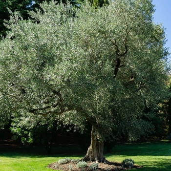 Olea europaea 'Haas Improved Manzanillo' 