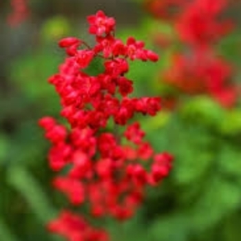 Heuchera sanguinea 'Vivid' 