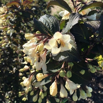 Weigela 'Velda' PP26842