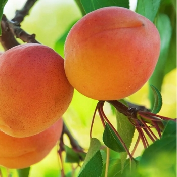 Prunus armeniaca
