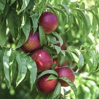 Prunus persica var. nucipersica