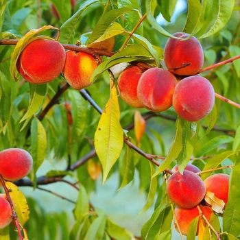 Prunus persica 'Redhaven' 