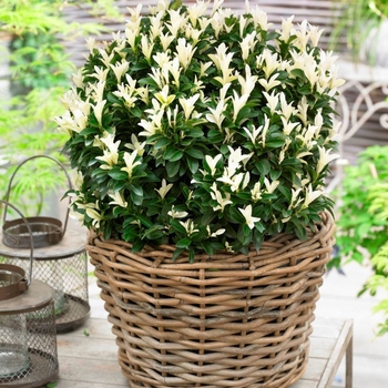 Euonymus japonicus 'Lankveld03' PP24156
