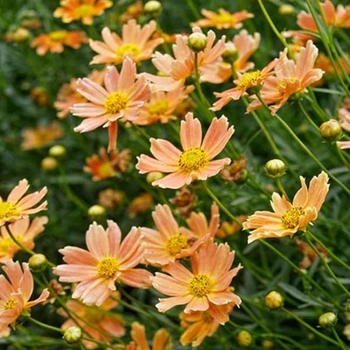 Coreopsis 'Creme Caramel™' PP22565