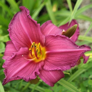 Hemerocallis 'Summer Wine' 