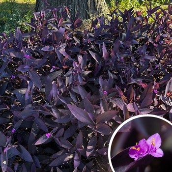 Tradescantia pallida 'Purpurea' 