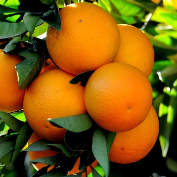 Citrus sinensis 'Washington' 