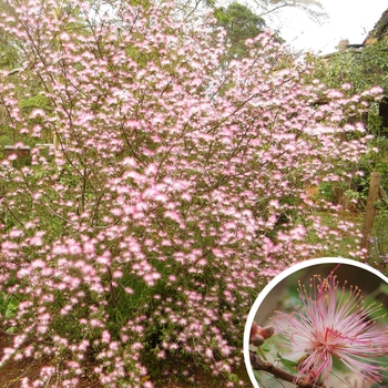 Calliandra eriophylla