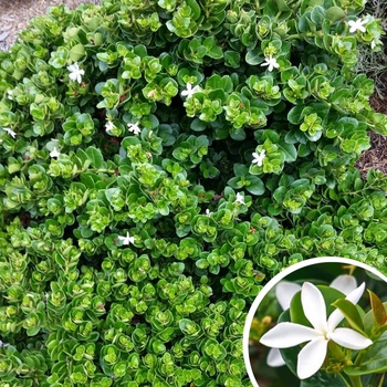 Carissa macrocarpa 'Boxwood Beauty' 