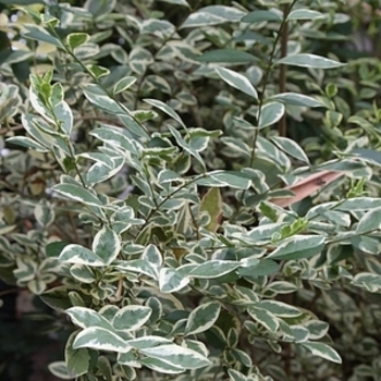Ligustrum sinense 'Swift Creek' 