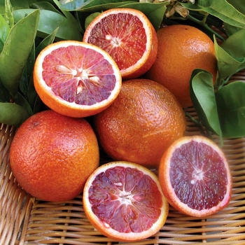 Citrus sinensis 'Moro' 